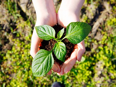 植物イメージ｜ザ・パークハウス自由が丘ディアナガーデン
